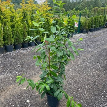Prunus laurocerasus, Vavrínovec lekársky ´NOVITA´, kont. C10L, výška: 120-140 cm (-21°C)